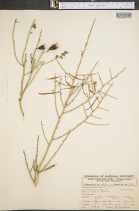 Parkinsonia microphylla image