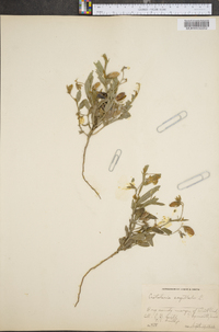 Crotalaria sagittalis image