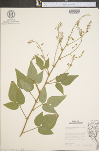 Desmodium canescens image