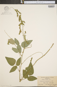 Desmodium canescens image