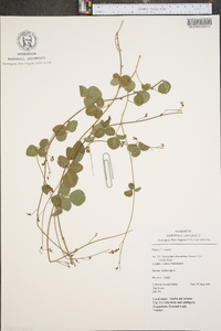 Desmodium adscendens image