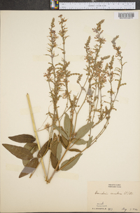 Desmodium canadense image