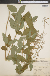 Desmodium dillenii image