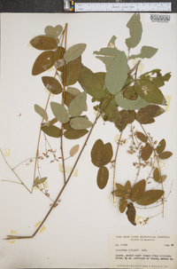 Desmodium dillenii image