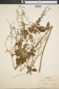 Desmodium dillenii image