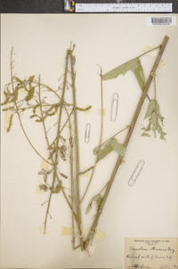 Desmodium illinoense image