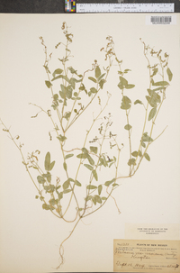 Desmodium neomexicanum image