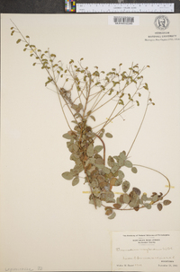 Desmodium marilandicum image