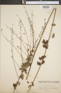 Desmodium marilandicum image