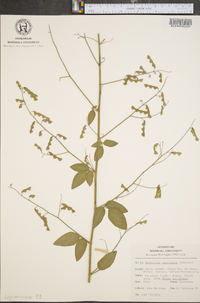 Desmodium perplexum image