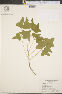 Erythrina herbacea image