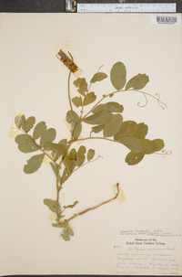 Lathyrus venosus image