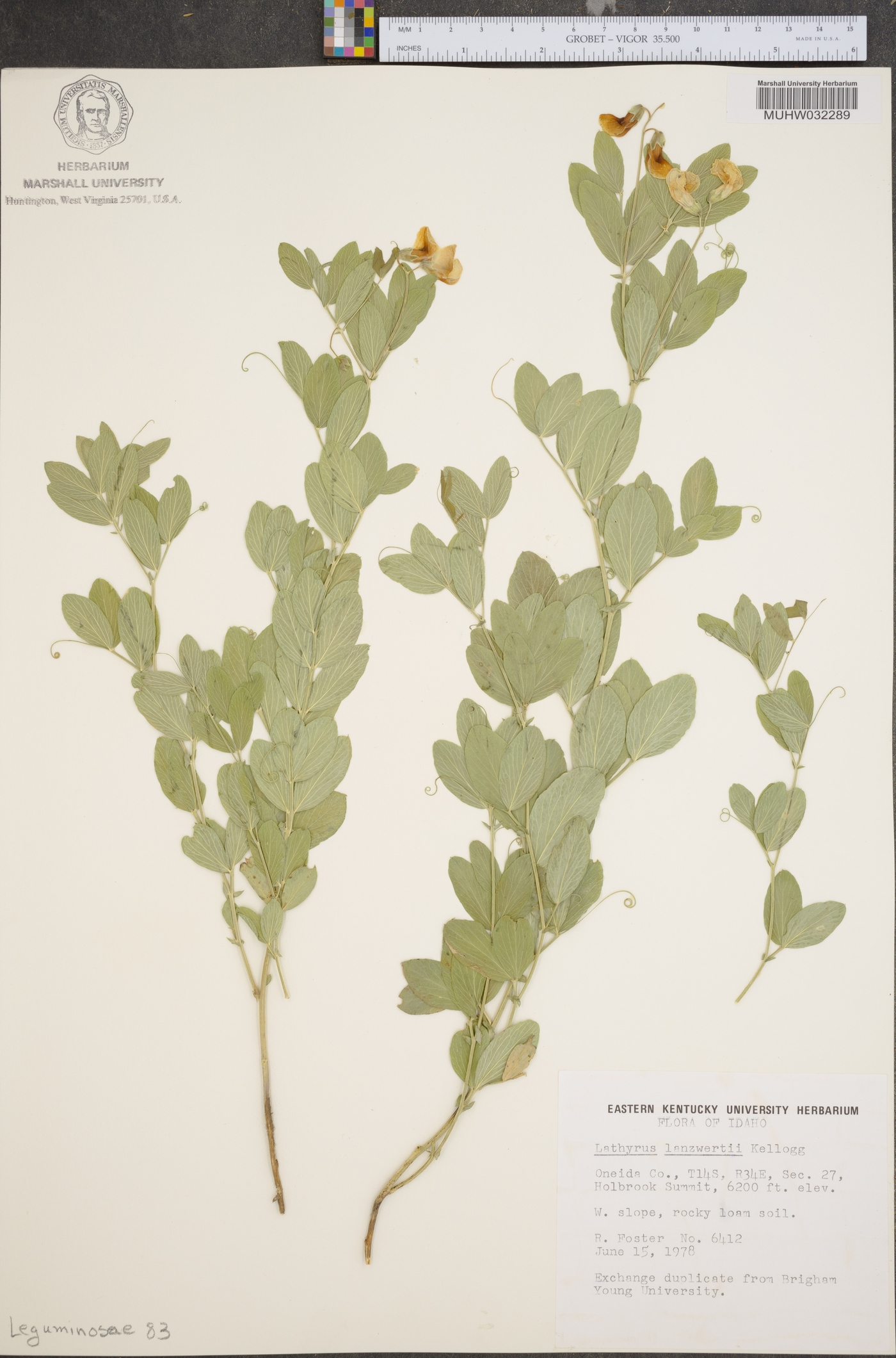 Lathyrus lanzwertii image