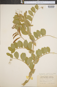 Lathyrus japonicus var. pellitus image