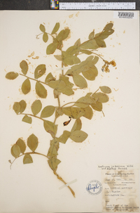 Lathyrus japonicus var. pellitus image