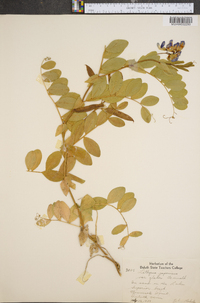 Lathyrus japonicus image