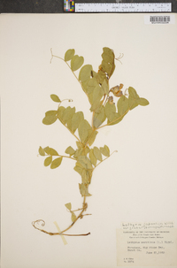 Lathyrus japonicus image