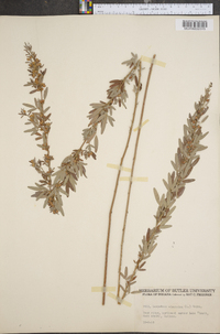 Lespedeza virginica image