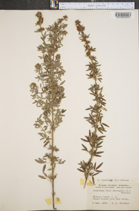 Lespedeza virginica image