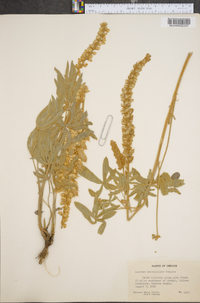 Lupinus leucophyllus image