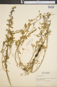 Lupinus nanus image