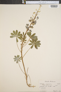Lupinus perennis subsp. perennis image