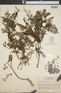 Machaerium multifoliolatum image