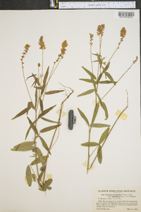 Orbexilum pedunculatum image