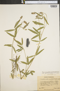 Orbexilum pedunculatum var. psoralioides image
