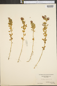 Trifolium aureum image