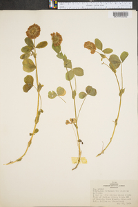 Trifolium reflexum var. glabrum image