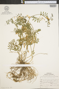 Vicia caroliniana image