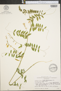 Vicia caroliniana image