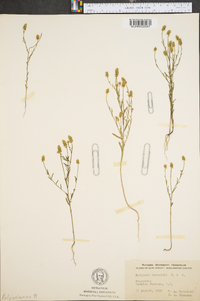 Polygala nuttallii image