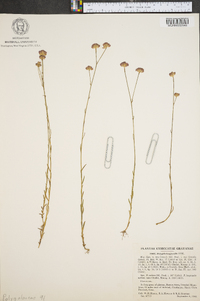 Polygala longicaulis image