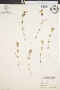 Polygala cruciata image