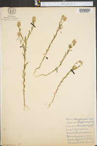 Polygala sanguinea image