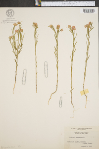 Polygala sanguinea image