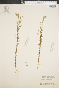 Polygala sanguinea image