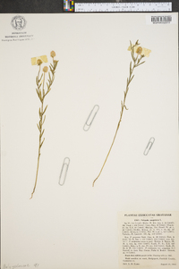 Polygala sanguinea image