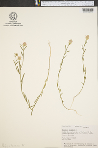 Polygala sanguinea image