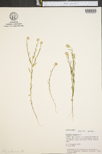 Polygala sanguinea image