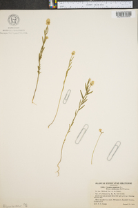 Polygala sanguinea image