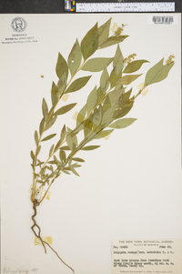 Polygala senega var. latifolia image