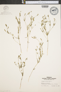 Polygala verticillata image