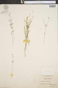 Polygala verticillata image