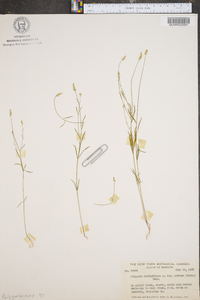 Polygala ambigua image