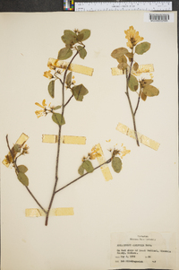 Amelanchier alnifolia image