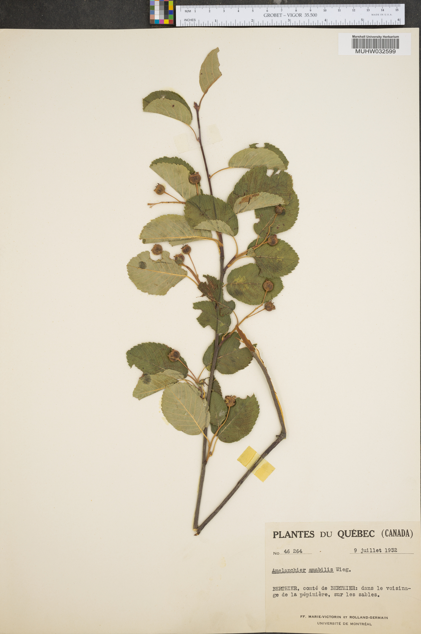 Amelanchier amabilis image