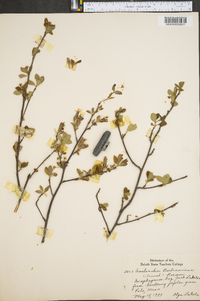 Amelanchier bartramiana image